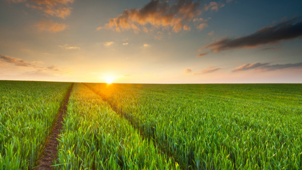 crops